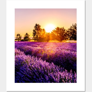 Purple Lavender Posters and Art